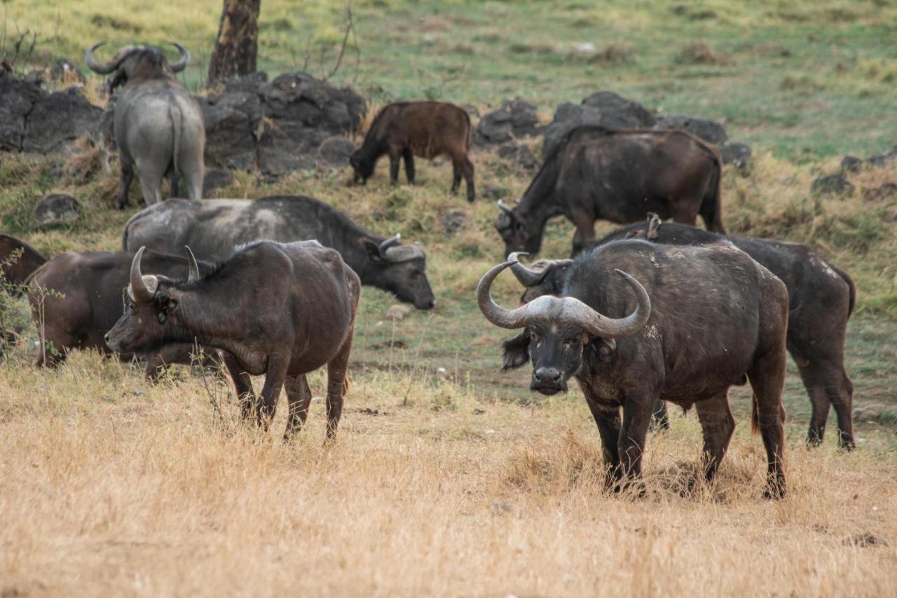 Sarova Lion Hill Game Lodge Nakuru Bagian luar foto