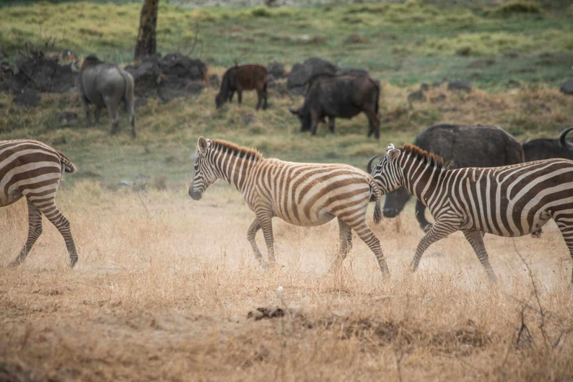 Sarova Lion Hill Game Lodge Nakuru Bagian luar foto