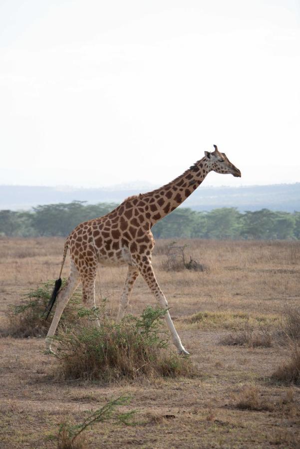 Sarova Lion Hill Game Lodge Nakuru Bagian luar foto