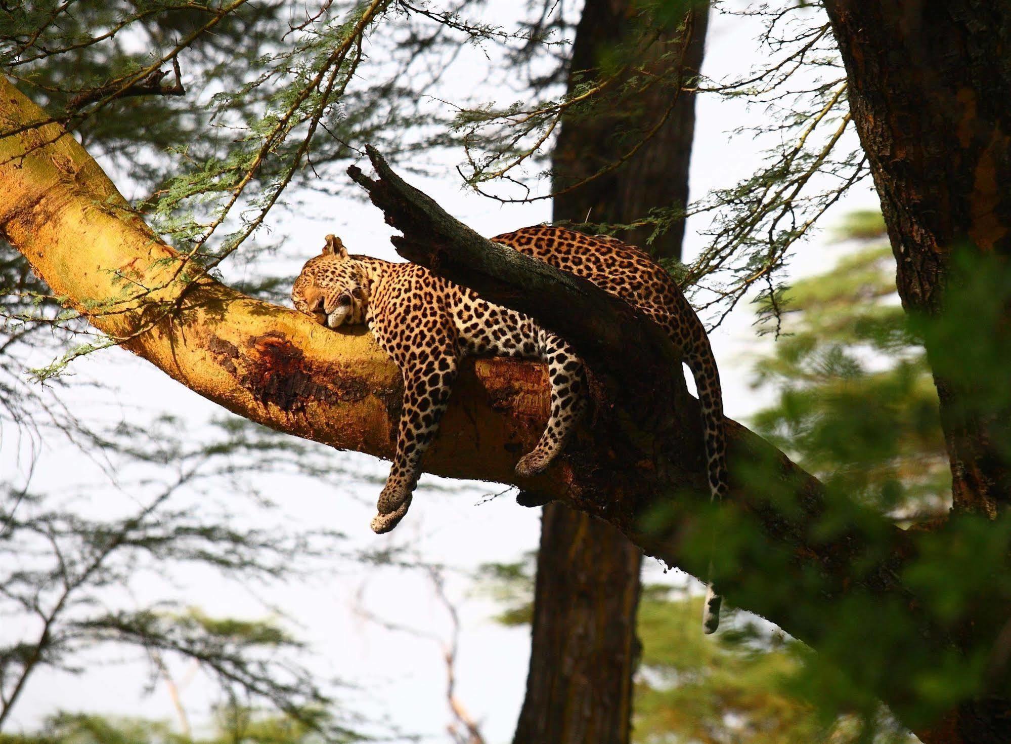 Sarova Lion Hill Game Lodge Nakuru Bagian luar foto
